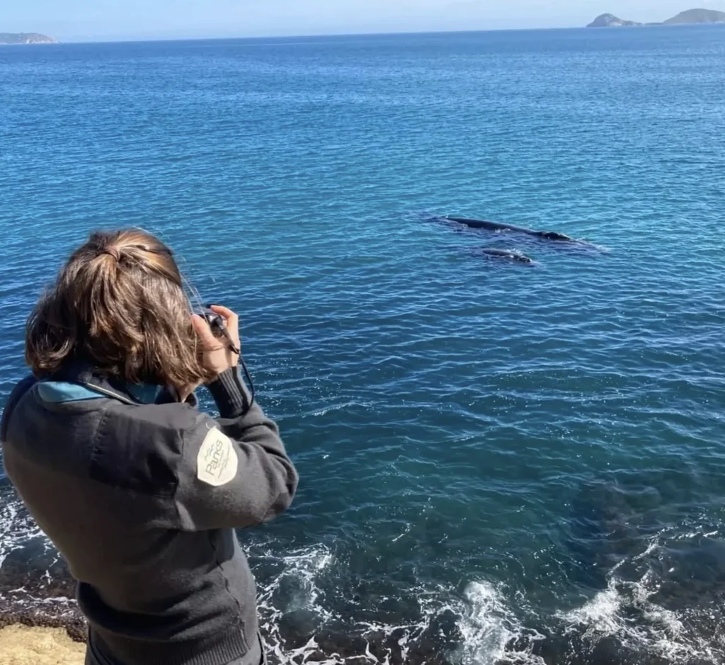 Logans Beach whale watching