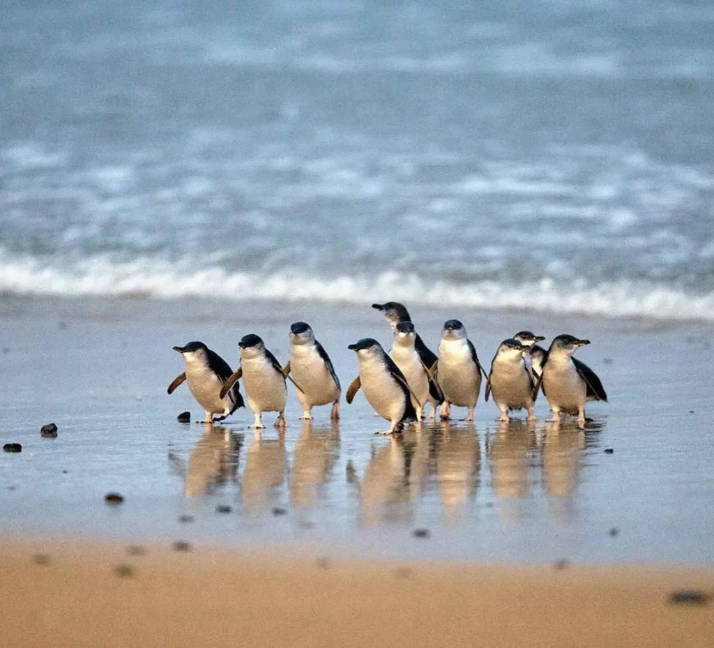 Penguin Parade