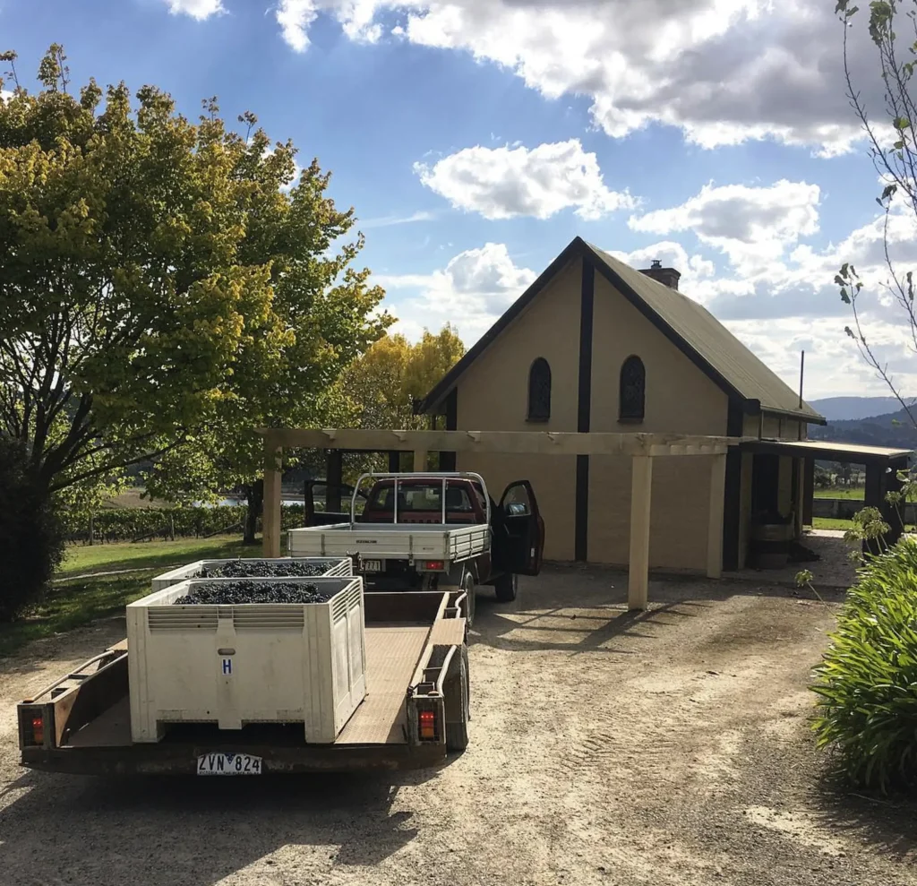 Toolangi Vineyards