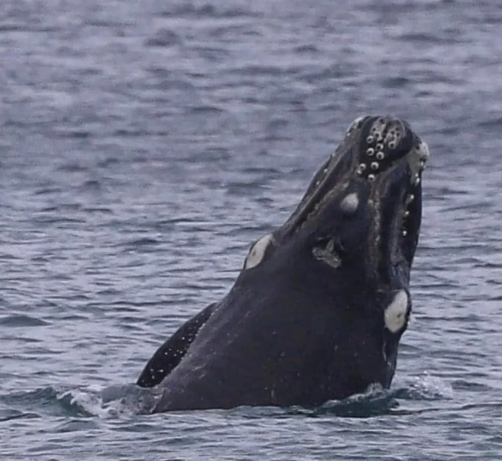 Warrnambool whale