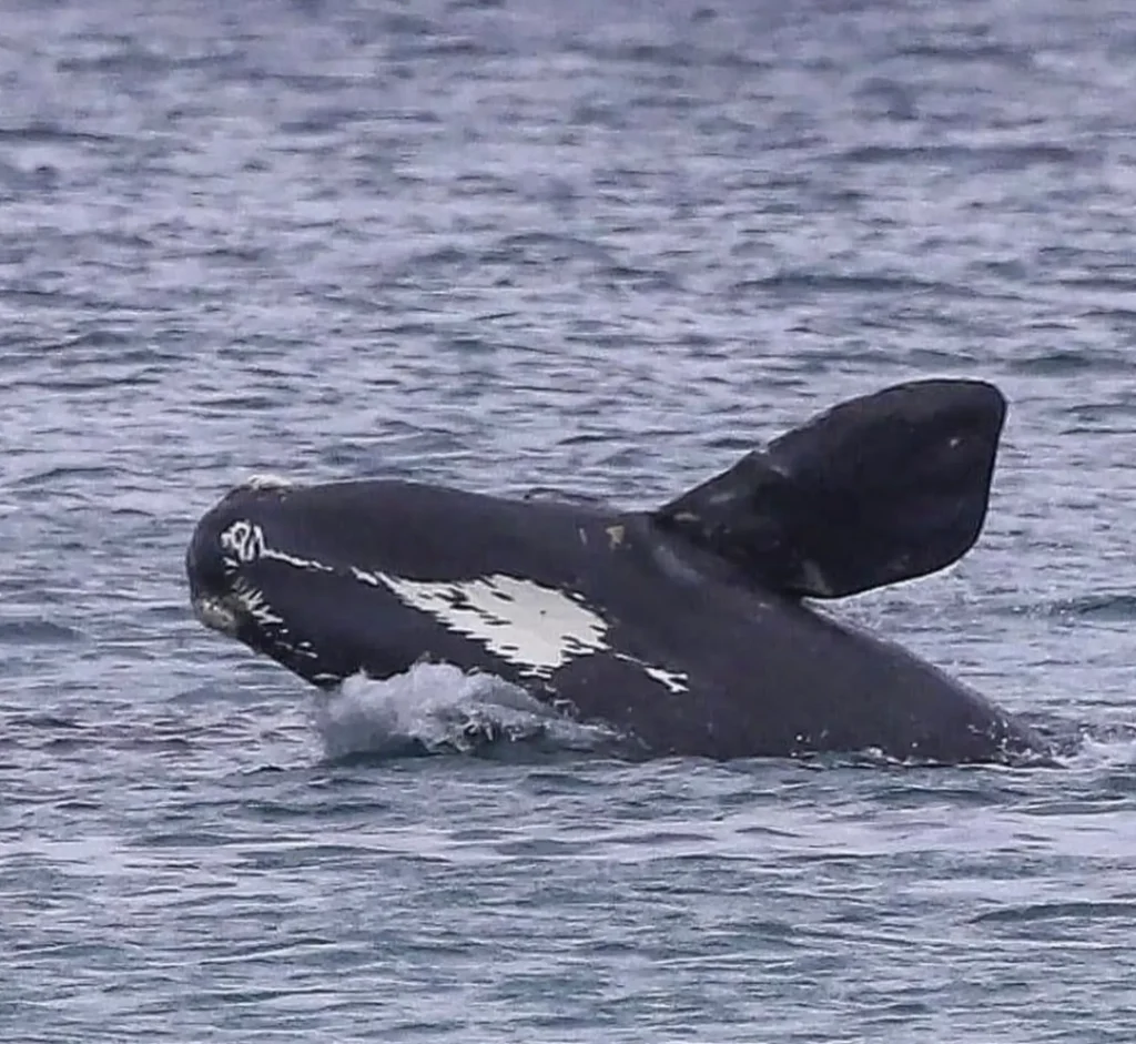 Warrnambool whale watching