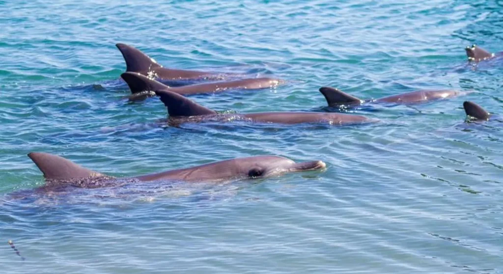 Dolphin Interaction