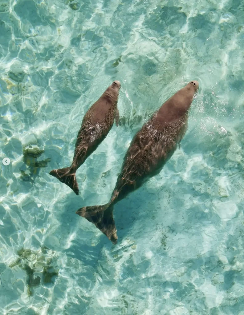 Dugong Spotting Monkey Mia and Shark Bay