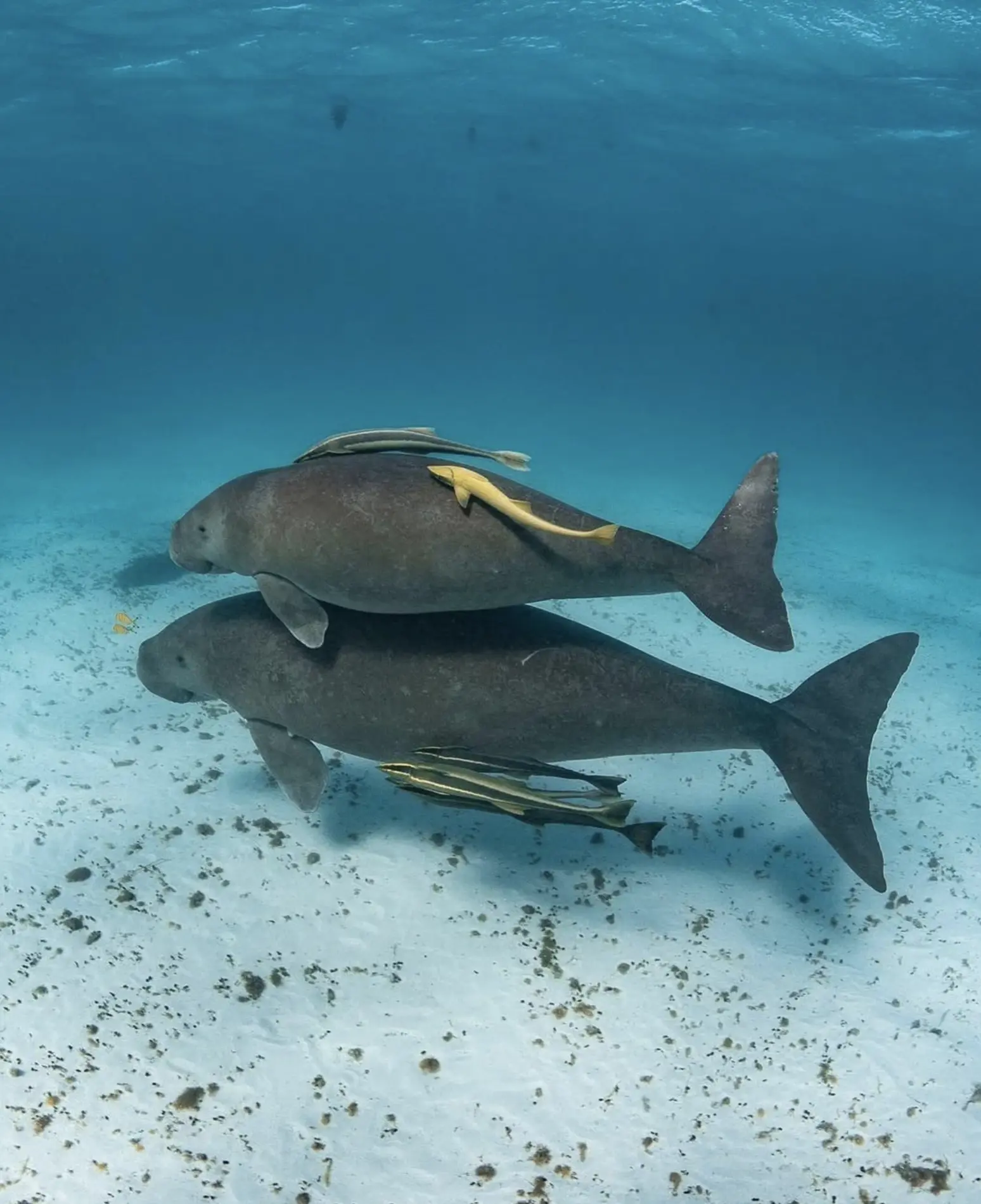 Dugongs Australia