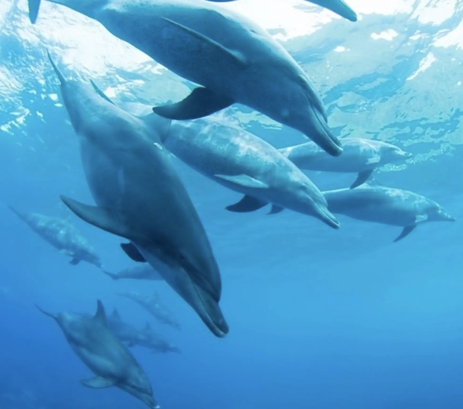 Shark Bay Dolphins